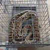 À Nghe An, un autre python réticulé relâché dans la nature