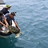 Une tortue imbriquée (nom scientifique Eretmochelys imbricata) est relâchée en mer. Photo : VNA