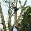 M. Thành nourrissant des langurs argentés d’Indochine au mont Cô Tô, district de Tri Tôn, province d’An Giang. Photo : CTV/CVN