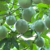 Des fruits de la passion du Vietnam. Photo : VNA