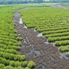 Un élan dans le Centre-Sud pour restaurer les forêts de mangrove