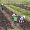 Des agriculteurs du district de Thanh Hoa, province de Long An (Sud) récoltent des pommes de terre. Photo : VNA