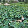 Captivating lotus pond at Moc Chau national tourist site