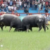 Buffalo fighting festival held in Do Son