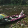 Purple lotus blossoms in Ninh Binh