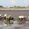 Clam exploitation in the Mekong Delta region. (Photo: VNA)