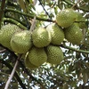 Vietnamese durian (Photo: VNA)
