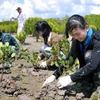 Tree planting - an effort to respond to climate change (Photo: VNA)