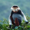 An individual red-shanked douc langurs (Pygathrix nemaeus), an endangered primates species, is found living in the Son Tra Nature Reserve in Da Nang city. (Photo courtesy of Bui Van Tuan)