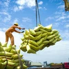 Rice is Vietnam's key export product to the Philippines (Photo: vneconomy.vn)