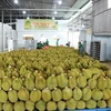 Durian exported to China (Photo: VNA)