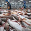 Workers process pangasius for exports (Photo: kinhtenongthon.vn)