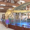 越南最大鲸鱼骨骼颇受游客的青睐