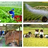 A nationwide rural and agricultural census will begin on July 1 next year, aiming to gather comprehensive data on various aspects, including the current status of agro-forestry-fishery production, rural conditions, and rural residents. (Photo: baochinhphu.vn)