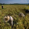 Farmers harvest rice in a field in Chiang Mai, Thailand. (Photo: AFP/VNA)