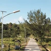 Solar-powered streetlights from the lighting project are installed for testing along a road to Mong Rong rock beach in Co To island district, Quang Ninh province. (Photo: rangdong.com.vn)