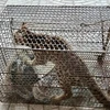 A wildcat handed over by a local resident to the Centre for Rescue, Conservation and Creature Development under the Phong Nha-Ke Bang National Park Management Board this year (Photo: VNA)