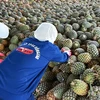 Farmers process pineapples at a company in the northern province of Ninh Bình. (Photo: VNA)