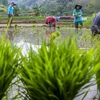 Farmers plant rice in West Bandung, West Java, on October 23, 2024. (ANTARA FOTO/Abdan Syakura/agr/Spt)