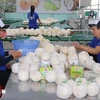 Processing fresh coconuts for export at Hung Thinh Phat cooperative in Cho Gao district, Tien Giang province. (Photo: VNA)