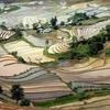 Magnífica provincia de Lai Chau en temporada de riego de terrazas 