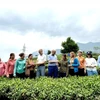 Una delegación de la Embajada de Canadá en Vietnam visita colinas de té en la provincia de Lai Chau. (Foto: VNA)