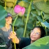 Tourists enjoy picking lotus at drawn (Photo: VietnamPlus)