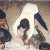 Con Dao pendant la saison de reproduction des tortues marines