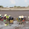 Exploitation des palourdes dans le delta du Mékong. Photo: VNA