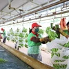 Les exportations des produits agricoles, sylvicoles et aquatiques en hausse de 21%