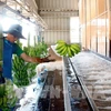 Des ouvriers travaillent dans une usine de transformation de bananes de la Société agricole du sud du Laos du groupe THACO. Photo; VNA