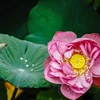Beauté du lotus du lac de l’Ouest, une fleur légendaire et emblématique de Hanoi 