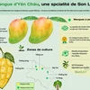 Mangue d'Yên Châu, une spcialité de Son La 