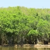 La moitié des écosystèmes de mangrove risquent de s'effondrer