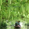 Delta du Mékong : faire des produits agricoles de véritables atouts touristiques 