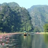 Fleurs de nénuphars violets à Ninh Binh