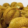 Les durians vietnamiens exportés vers la Chine. Photo: VNA