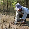 植树造林是茶荣省用来应对气候变化的有效办法。图自 越通社