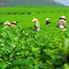 2024年前6月越南茶叶出口额同比增长 30%