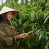 A farmer stands by a coffee tree. (Photo: VietnamPlus)