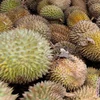 Durian is among the most exported commodities from Indonesia to China (Photo: Antara)