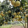 At a pomelo orchard in Phu Tho province. (Photo: VNA)