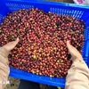 Israeli importers are interested in Vietnamese coffee. (Photo: VNA)