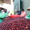 Farmers classify coffee beans. Coffee exports are estimated to reach 2.9 billion USD in the first five months of this year, up 43.9 per cent over the same period last year. (Photo: VNA)