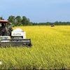 Vietnam annually produces over 43 million tonnes of rice, of which the Mekong Delta accounts for approximately 24 million tonnes. (Photo: VNA)