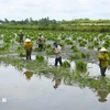 Ca Mau farmers begin planting rice on shrimp farming land (Photo: VNA)