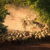 A photograph titled 'Sheep Farming of the Cham People' by Cao Ky Nhan. (Photo: Cao Ky Nhan)