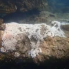 A dying coral usually turns white which is a sign of bleaching caused by the rising ocean temperatures. (Photo: Department of Fisheries Johor)