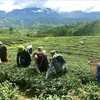 Farmers pick fresh tea buds in the northern province of Lai Chau. (Photo: VNA)