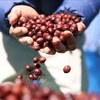 At this largest-ever coffee festival, which saw the participation of around 10,000 people and over 400 businesses from 130 countries, Vietnam’s Detech Coffee, Phuc Sinh, and Tuan Loc showcased their specialty Arabica coffee products from the highland regions of Son La and Lam Dong. (Photo: VNA)